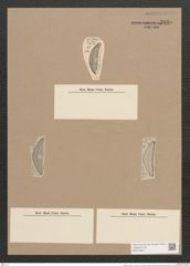 Amphora oculus A. S. (de-Toni-Nr.: Genus 36, Species 1661) Zeichnungen Sammlung Grunow Nr. 3180 (NHMW-BOT-W0370623)
